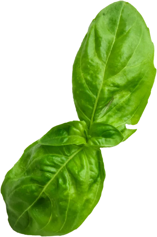 herb_herb_03a199