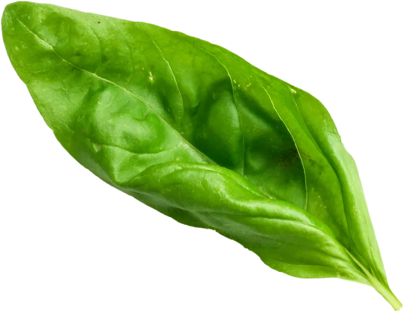 herb_herb_048c5c