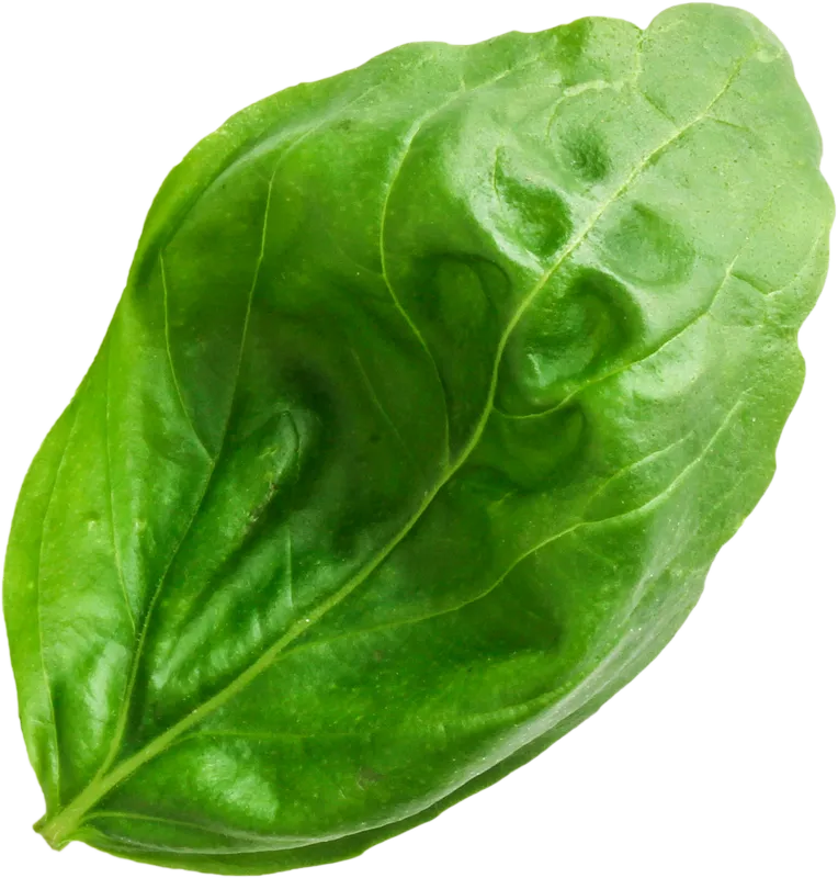 herb_herb_23c73a