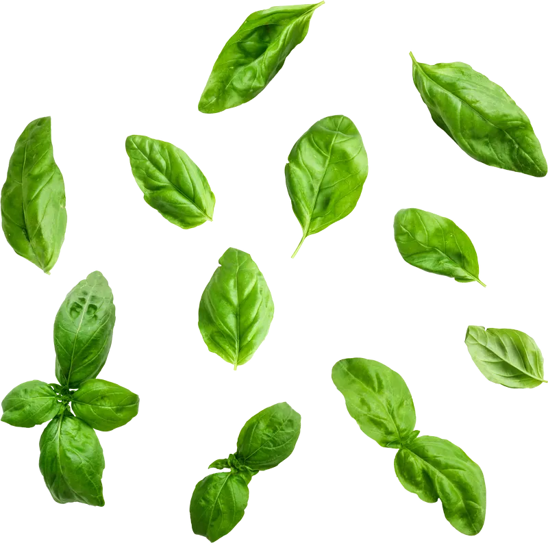 herb_herb_2d76bf