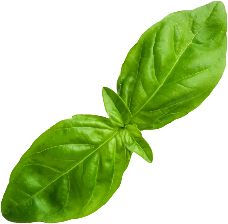 herb_herb_2dcb13