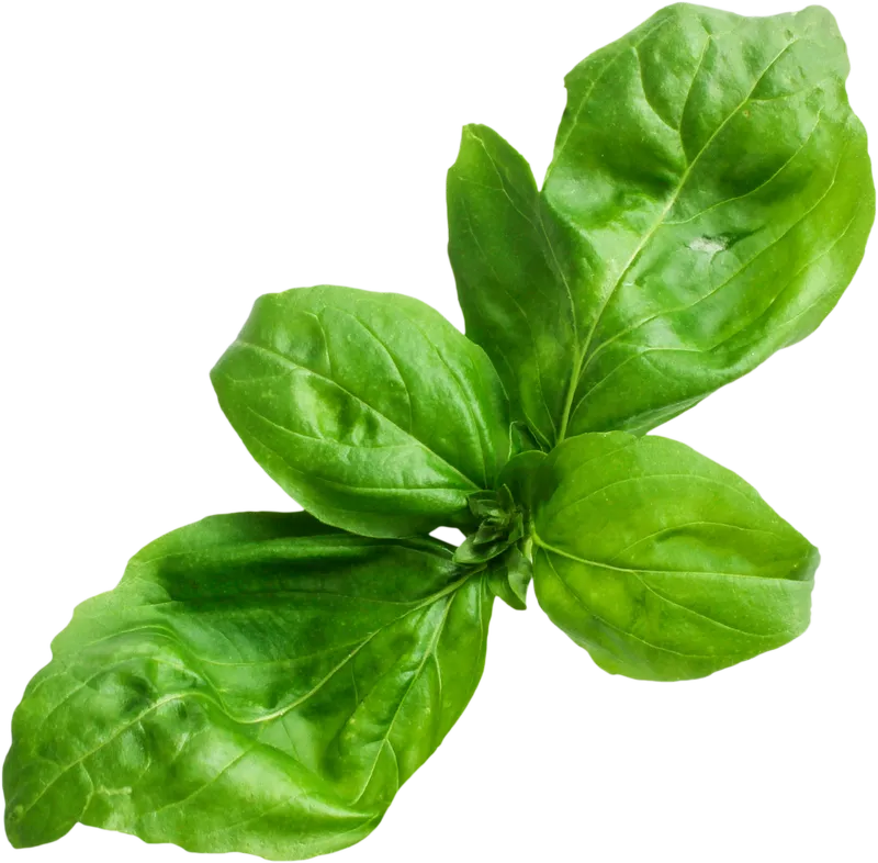 herb_herb_2fb5ae