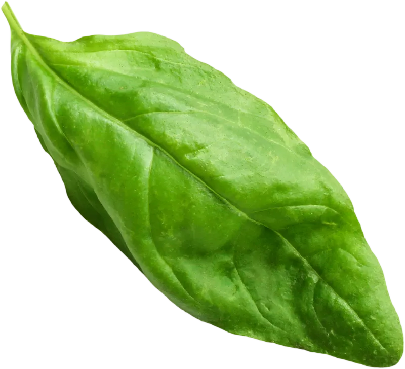 herb_herb_34bb12