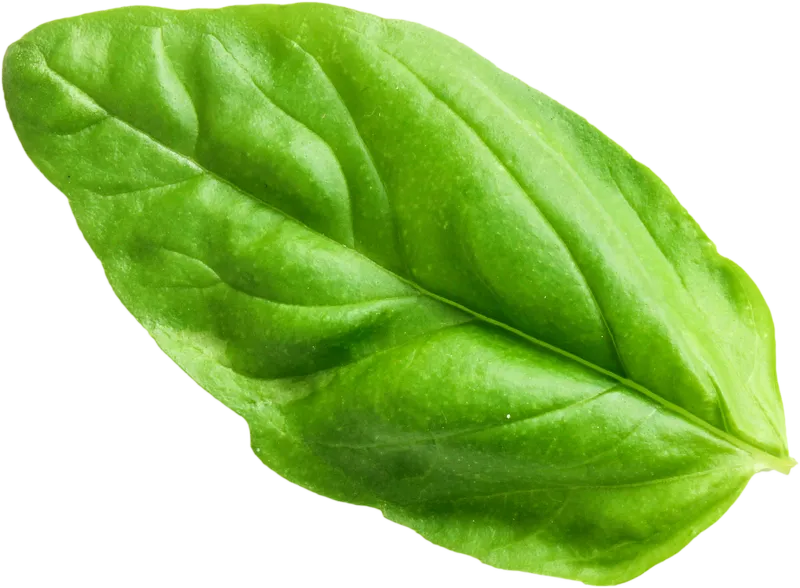 herb_herb_430c4f