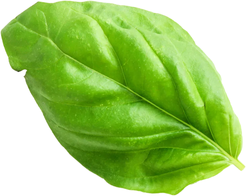 herb_herb_6c7a40