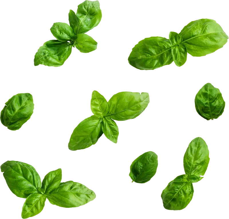 herb_herb_7d1d07