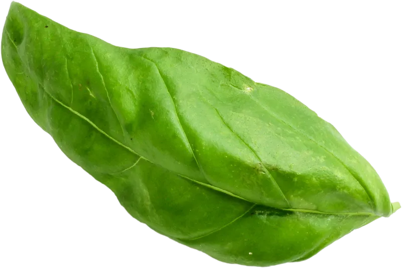 herb_herb_858be3