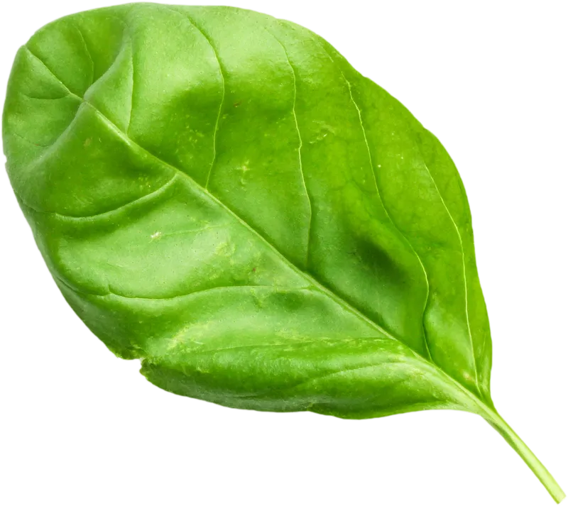 herb_herb_8d67c0