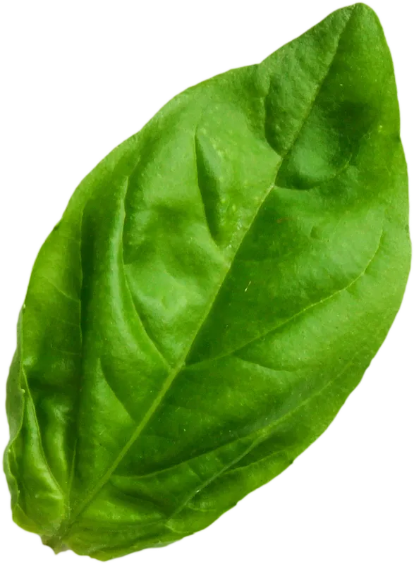 herb_herb_92ca71