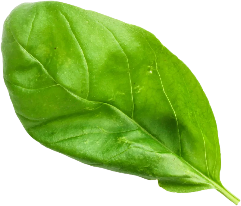 herb_herb_9a60c7