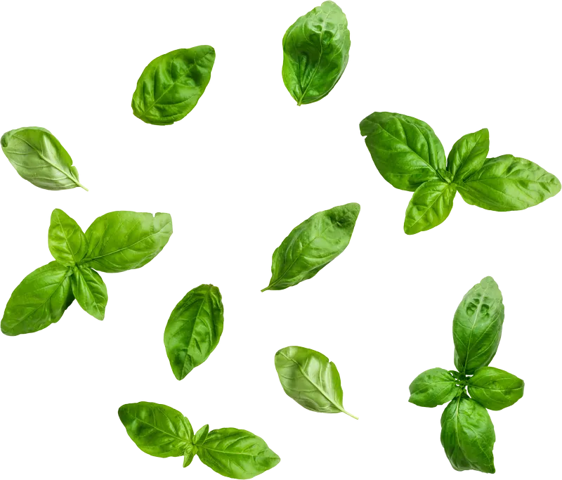 herb_herb_aa4f58