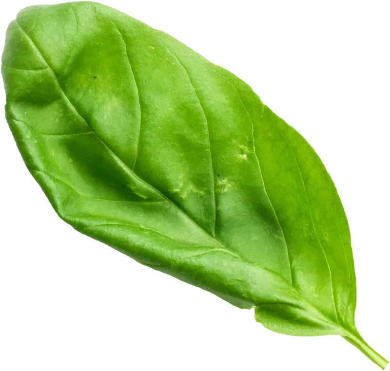 herb_herb_aec4b2