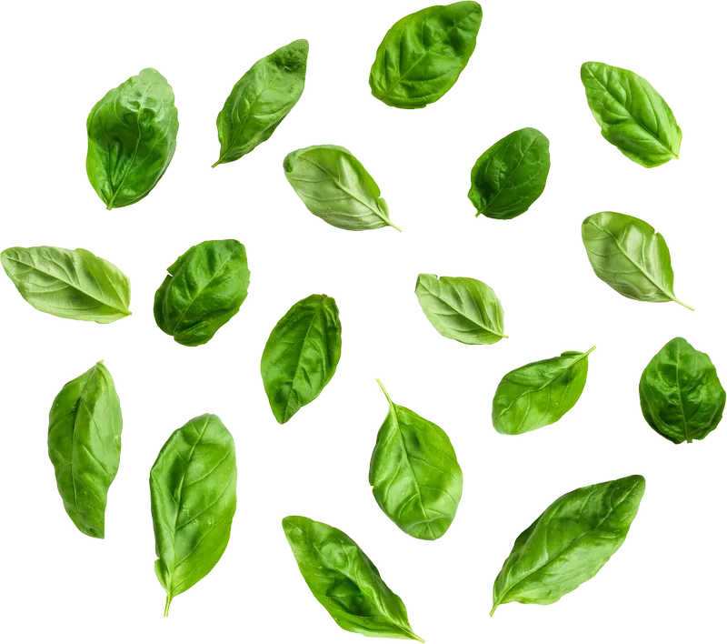 herb_herb_c46077