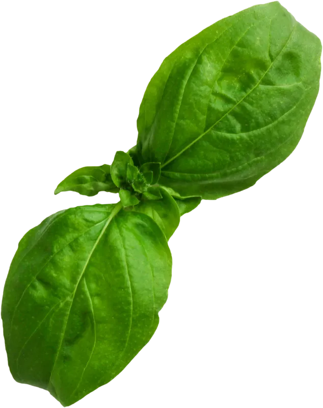herb_herb_c55221