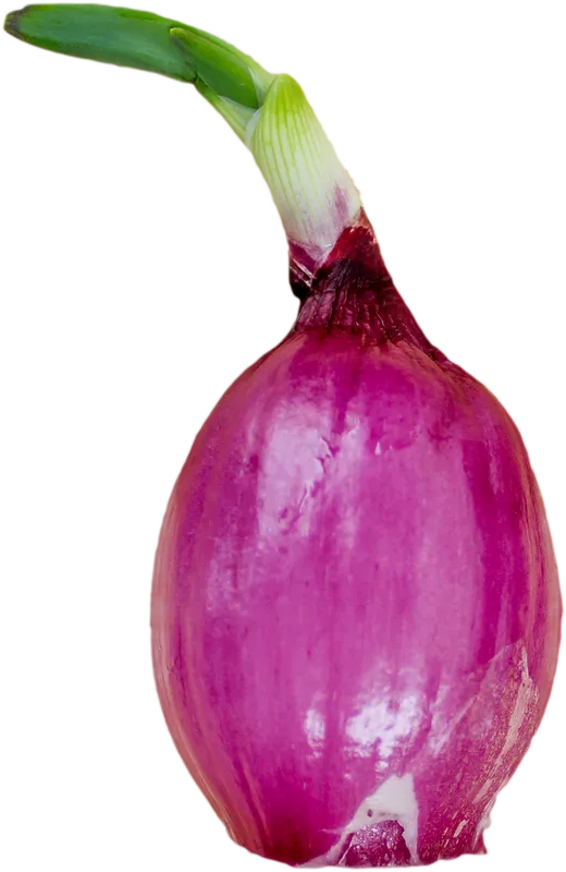 veg_veg_19e6d4