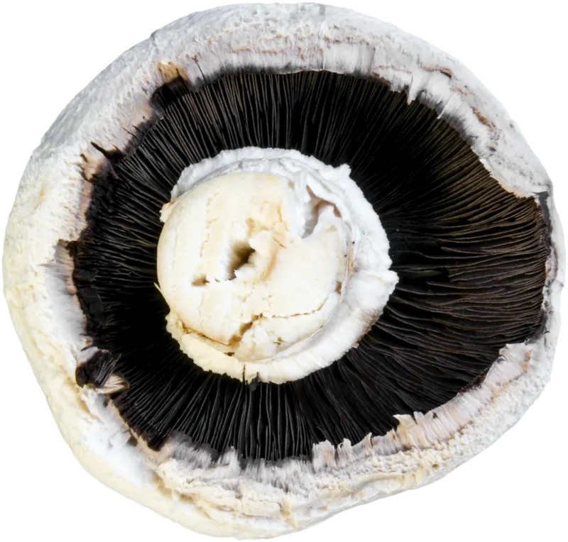 veg_veg_216c28
