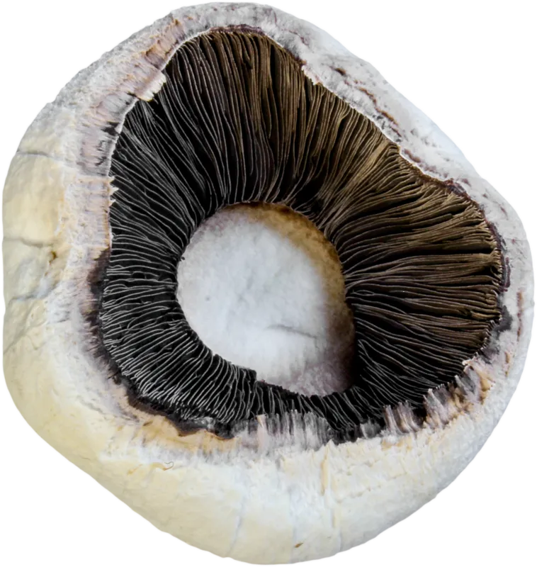 veg_veg_f71cf5